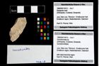Foto (Objekt + Etikett) von Goniodromites sp.  (NHMW-GEO-1990-0041-4415)